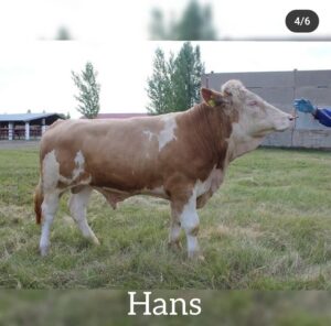 hans