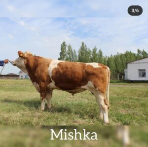 mishka