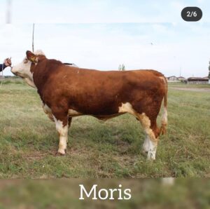 moris