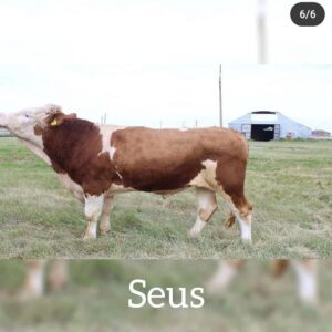 seus