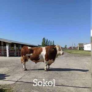 sokol