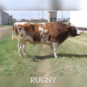 Rugny