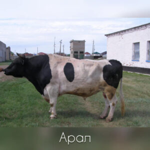 Арал