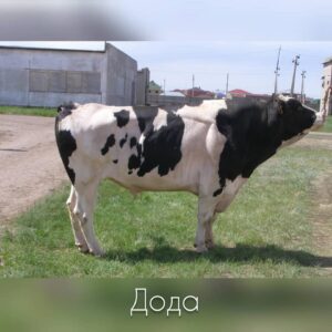Дода