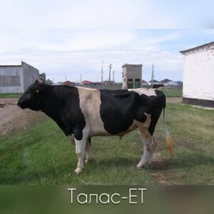Талам-Ет