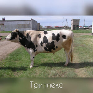 Триплекс